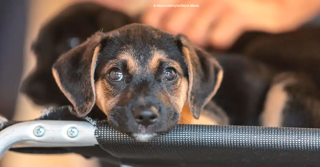 Existe um elo entre violência contra animais e contra pessoas